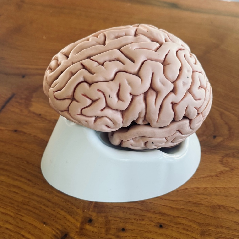 Anatomical Brain Model C18 5-part 3B Smart Anatomy Pristine, Like New Condition